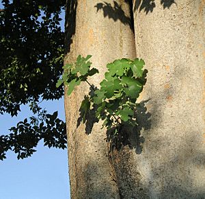 Archivo:Ficus-carica-on-Zelkova