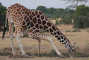 Archivo:Flickr - Rainbirder - Reticulated Giraffe drinking