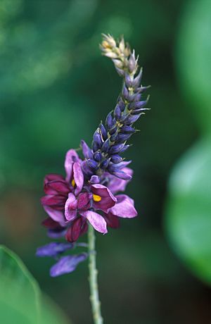 Archivo:Flowering kudzu