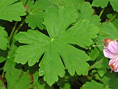 Archivo:Geraniaceae - Geranium caespitosum var fremontii-2