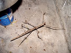 Giant Stick Insect (Bactrododema tiaratum).jpg