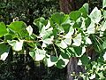 Gingko biloba1