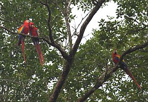 Archivo:Guacamayos rojas