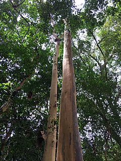 Guayabo Eugenia Acapulcensis.jpg