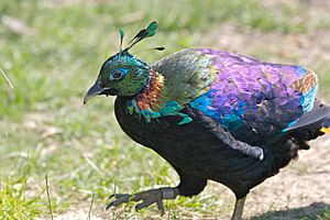 Archivo:Himalayan Monal Pheasant 6