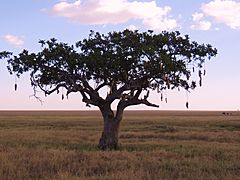 Archivo:Kigelia africana - sausage tree