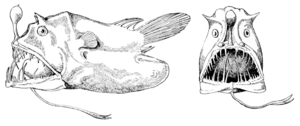 Archivo:Linophryne lucifer