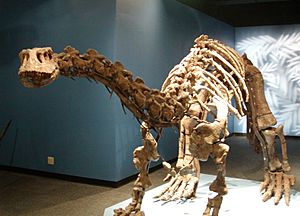 Archivo:Lufengosaurus magnus2