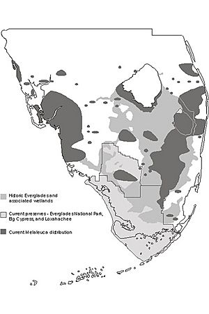 Archivo:Melaleuca quinquenervia distribution in florida