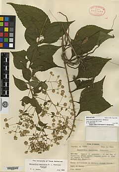 Mexianthus mexicanus B.L.Rob. holotype GH 00010101.jpg