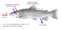 Osmoregulation Bachforelle Zeichnung bw es. png