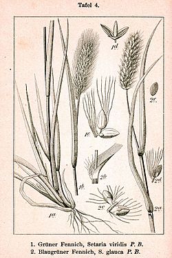 Paniceae spp Sturm4.jpg