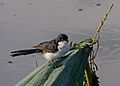 Paperbark Flycatcher (3)