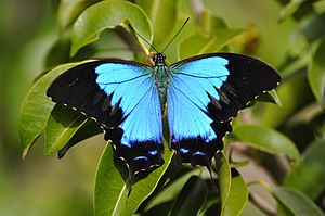 Archivo:Papilio montrouzieri