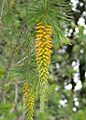 Persoonia pinifolia