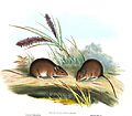 Pseudomys gouldii - Gould