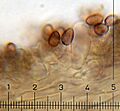 Psilocybe hoogshagenii 178091