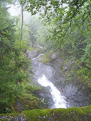 Archivo:Rain forest Norway