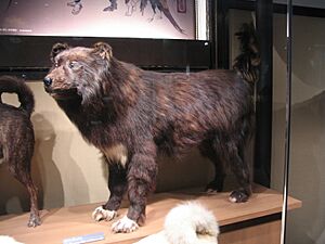 Archivo:Sakhalin Husky Jiro