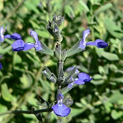 Salvia chamaedryoides 4.jpg
