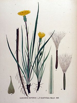 Archivo:Scorzonera hispanica var. glastifolia — Flora Batava — Volume v16