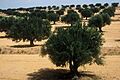 Sfax oliviers