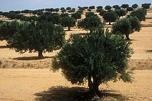 Archivo:Sfax oliviers