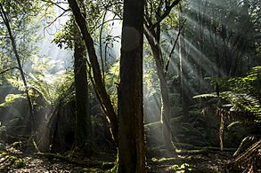 Sun rays through the forest trees