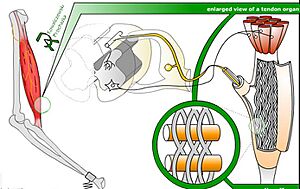 Archivo:Tendon organ model
