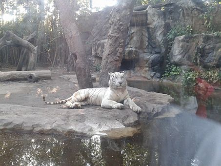 Archivo:Tigre en el zoológico de Barranquilla 