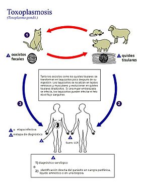 Archivo:Toxoplasma gondii Life cycle PHIL 3421 lores-es
