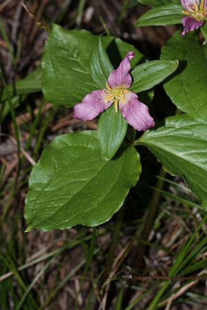 Archivo:Trillium ovatum 4986