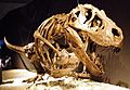 Tyrannosaurus resting pose