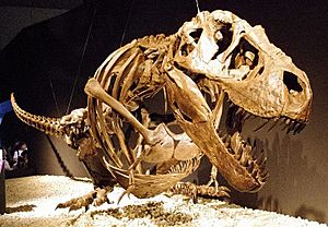 Archivo:Tyrannosaurus resting pose