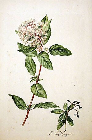 Archivo:Viburnum tinus00