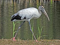 Wood Stork Everglades National Park RWD