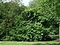 1560-Viburnum prunifolium-DZ-8.12