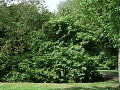 Archivo:1560-Viburnum prunifolium-DZ-8.12