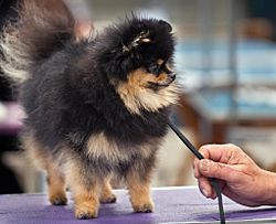 Archivo:AKC Pomeranian Dog Show 2011
