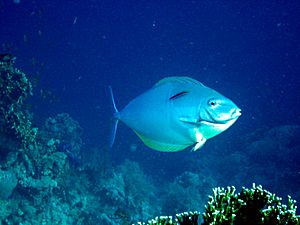 Archivo:Acanthurus mata