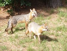 Archivo:Adult Male & Female Grey Fox