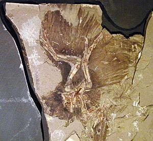 Archivo:Anchiornis feathers