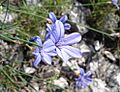 Aphyllanthes monspeliensis02
