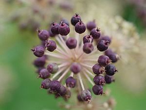 Archivo:Aralia cordata, fruit 01