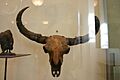 Bison priscus