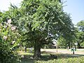 Bodock Tree, Rayville, LA IMG 0162
