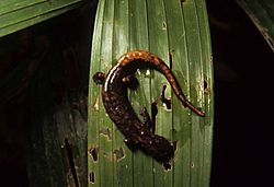 Bolitoglossa palmata DT (Q Napo Galeras) 96 (1).jpg