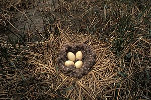 Archivo:Branta bernicla nest