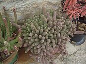 Archivo:Cactus Chamaecereus silvestrii, nombre común o vulgar cactus cacahuet