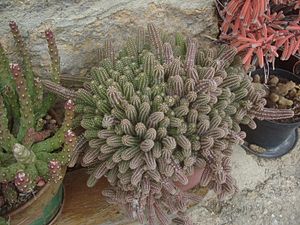 Archivo:Cactus Chamaecereus silvestrii, nombre común o vulgar cactus cacahuet